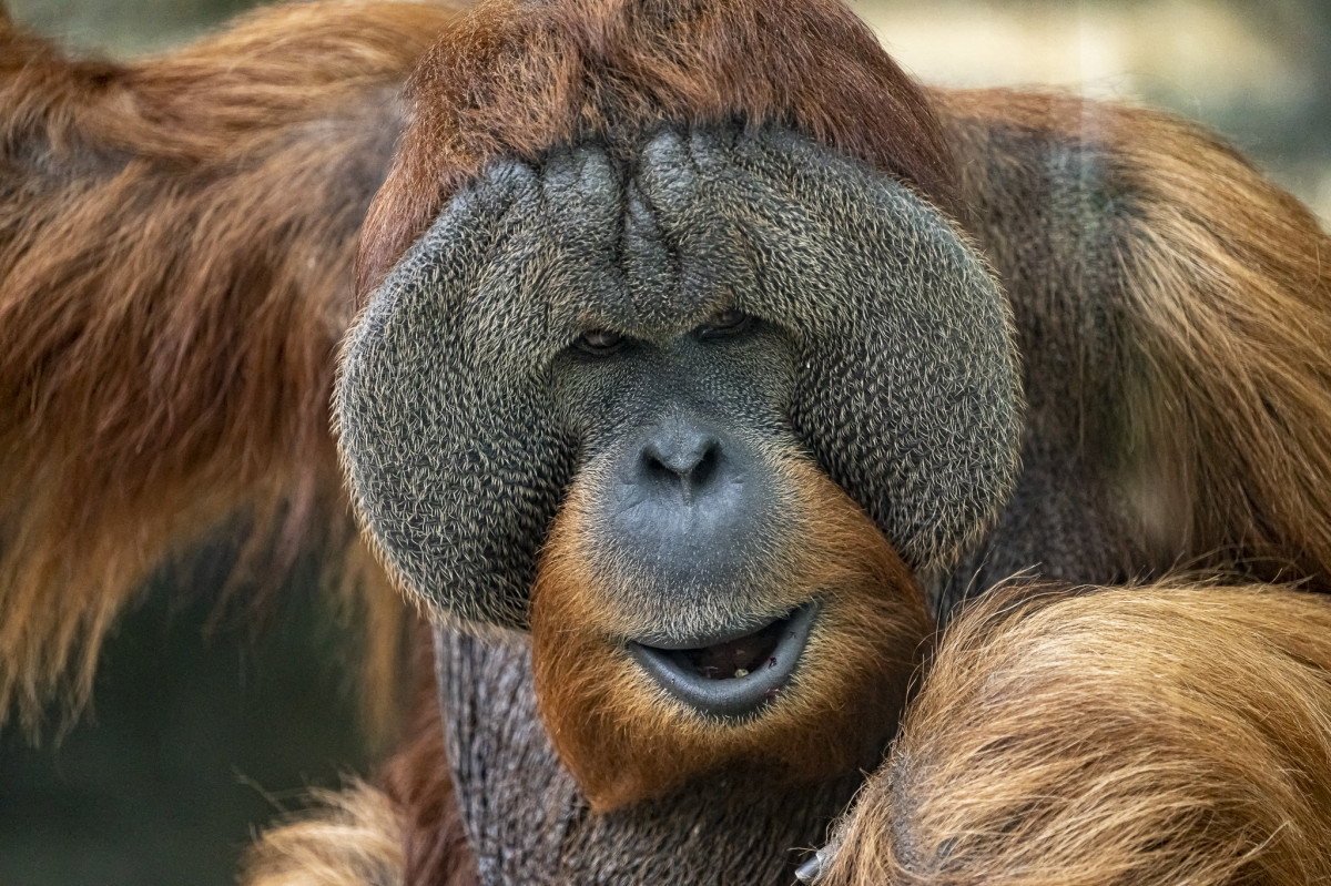 Orangutan sumatriansky