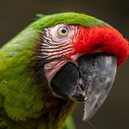 Mexican military macaw