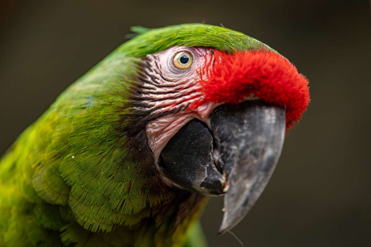 Mexican military macaw