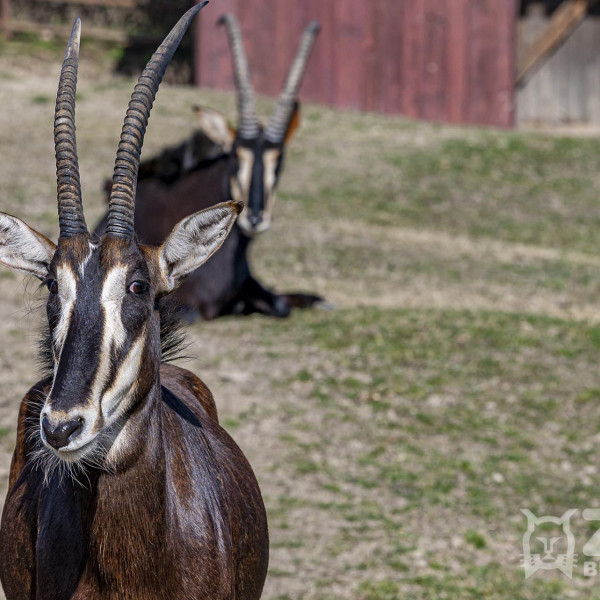 antilopa vrana2 zoo bratislava