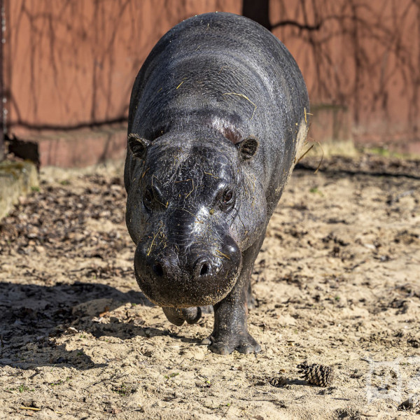 hrosik zoo bratislava