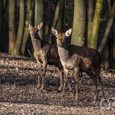 Jeleň európsky, 3 mláďatá