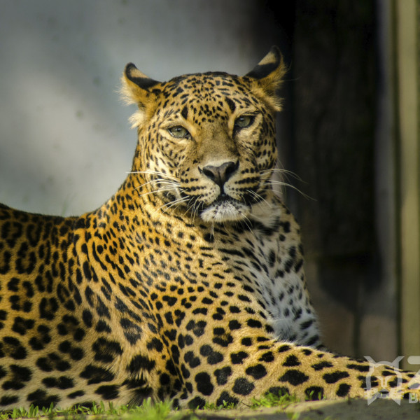 leopard zoo bratislava
