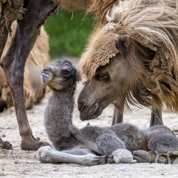 mladatko tava zoo bratislava