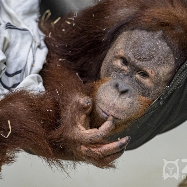 orangutan v hamaku zoo bratislava