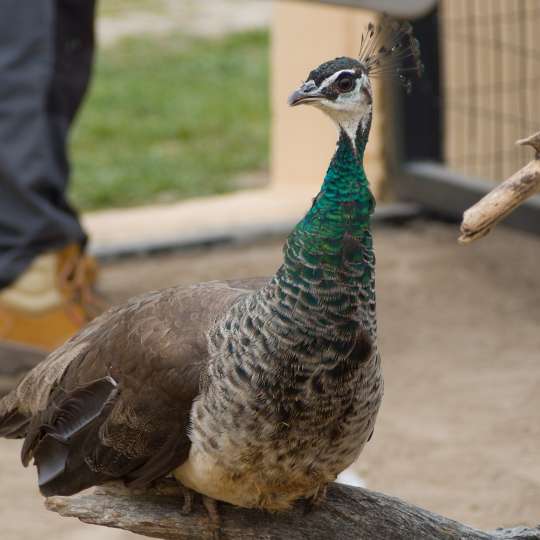 Indian peafowl