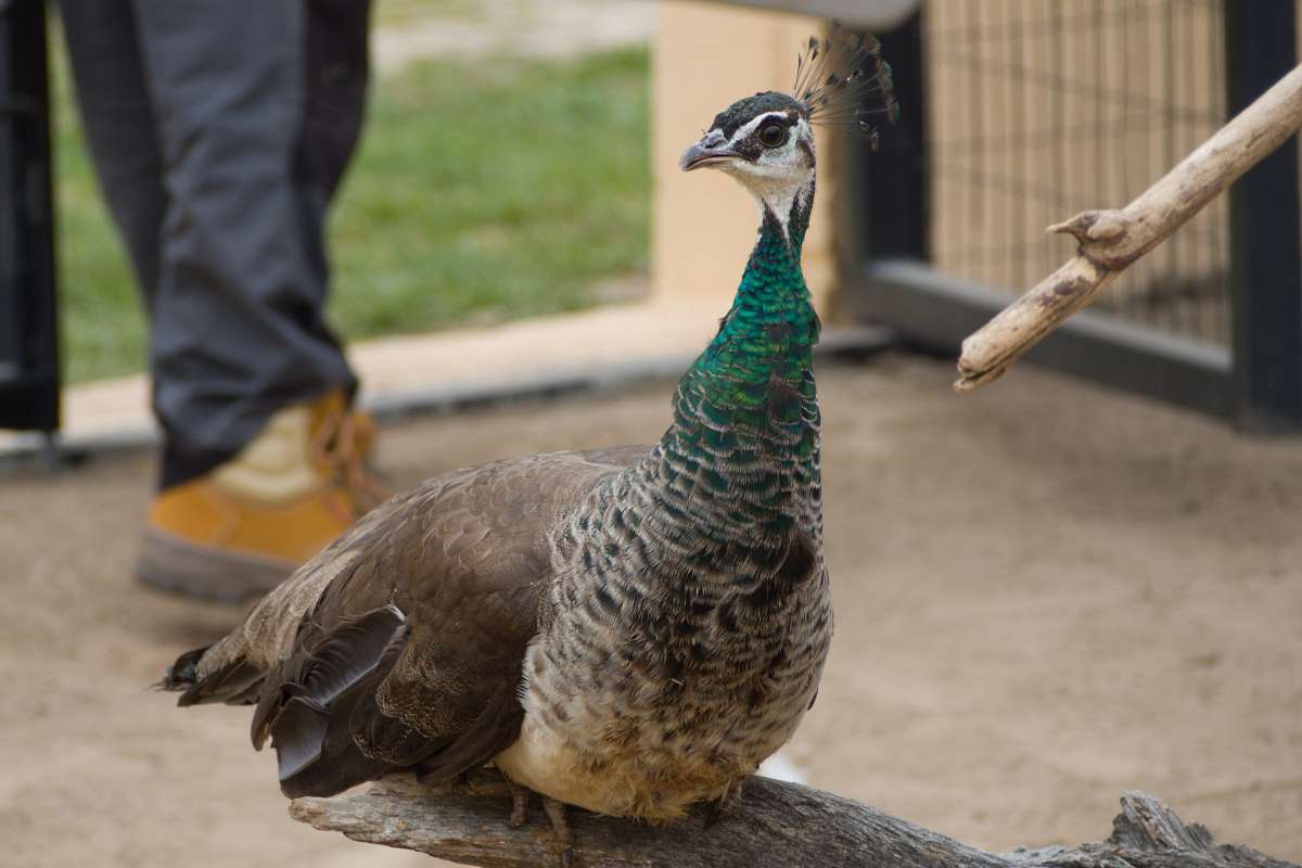 Indian peafowl