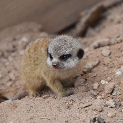 Surikata vlnkavá, 4 mláďatá