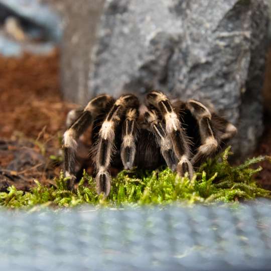 Brazílska červeno-biela tarantula 