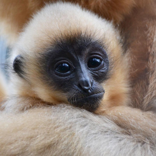 Buff-cheeked gibbon