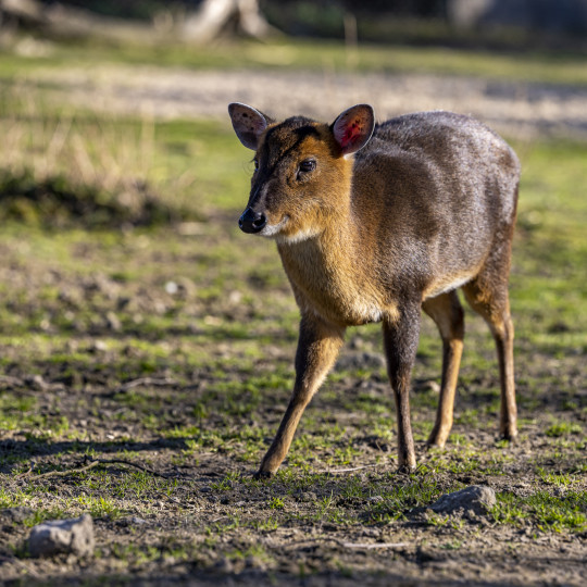 Chinese muntjac