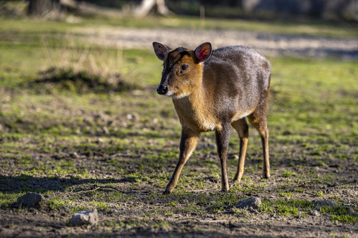 Chinese muntjac