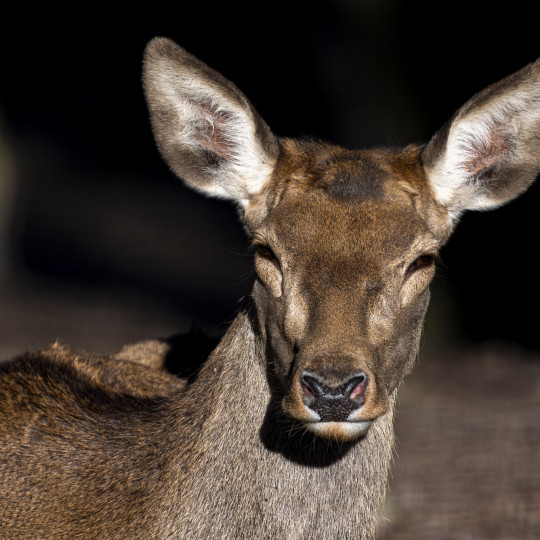 Fallow deer