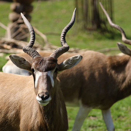 Addax