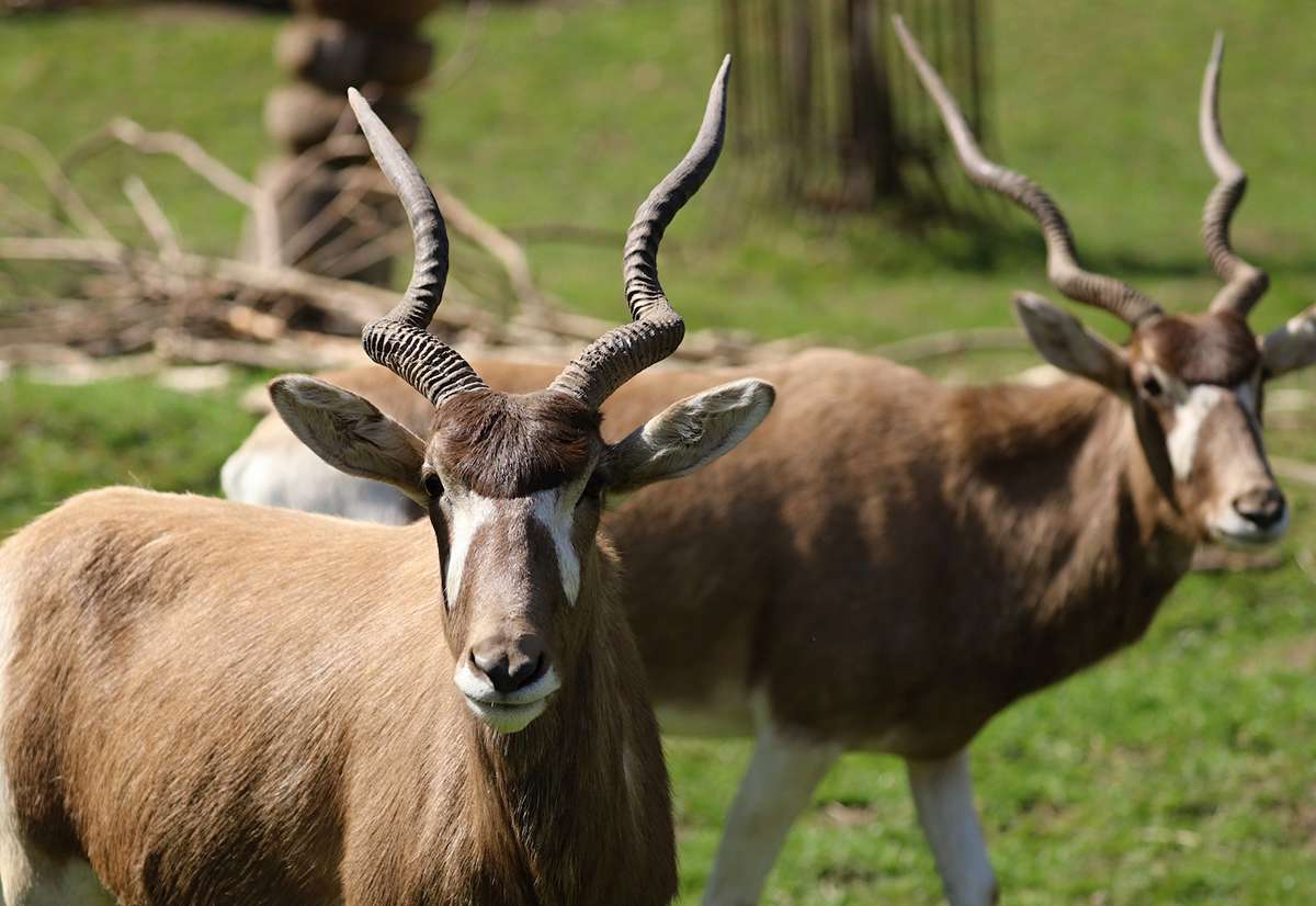 Addax