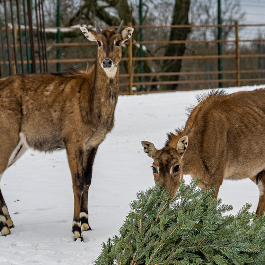 Nilgai