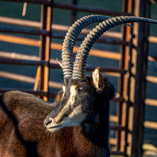 South African sable antelope