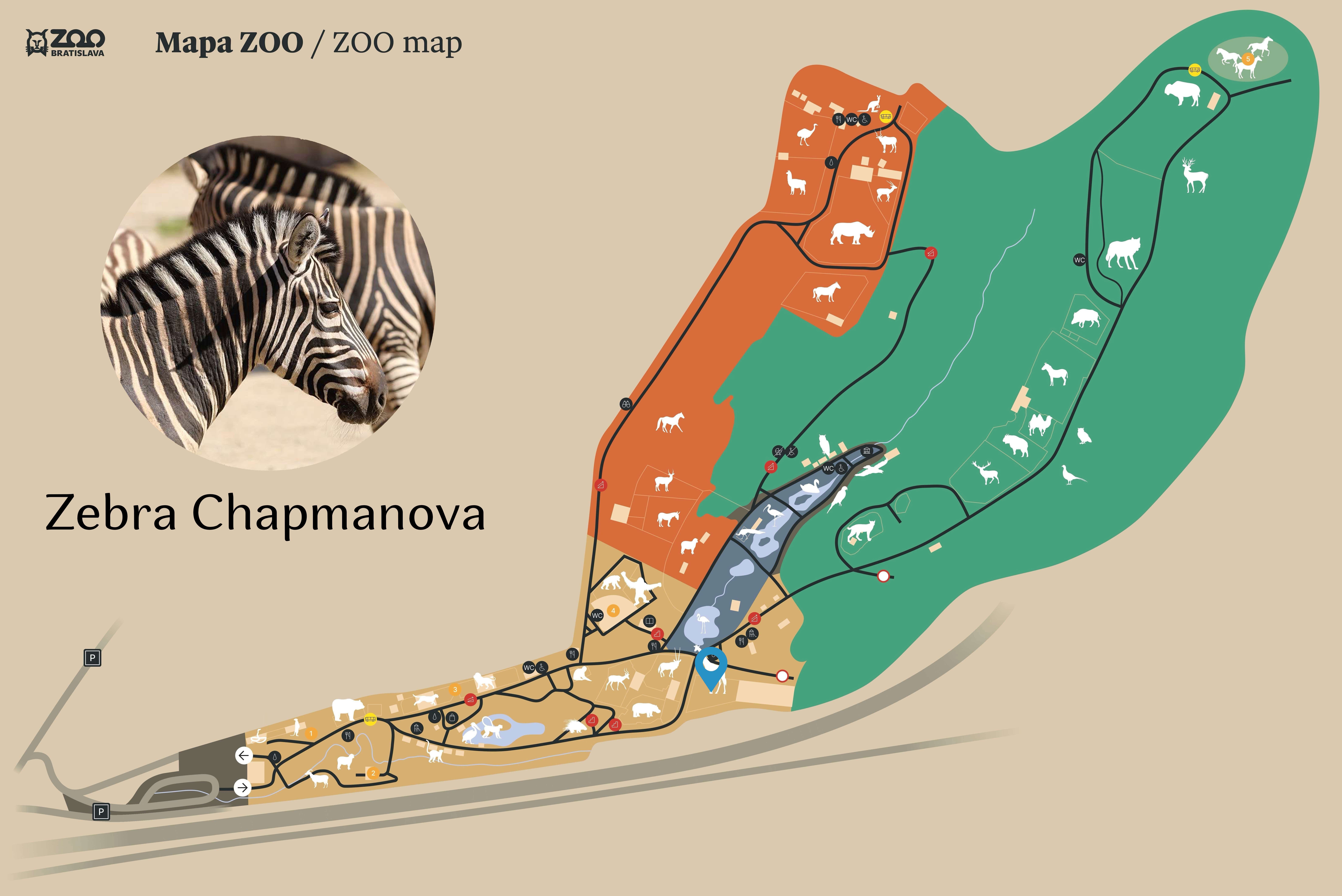 ZOO Zebra Chapmanova Exhibition
