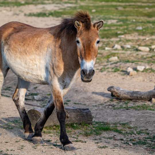 Przewalski´s wild horse