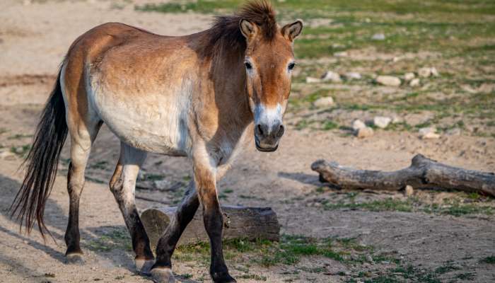 Kôň Przewalského (250 €/rok)