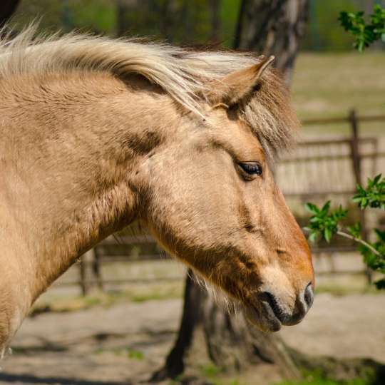 Domestic horse