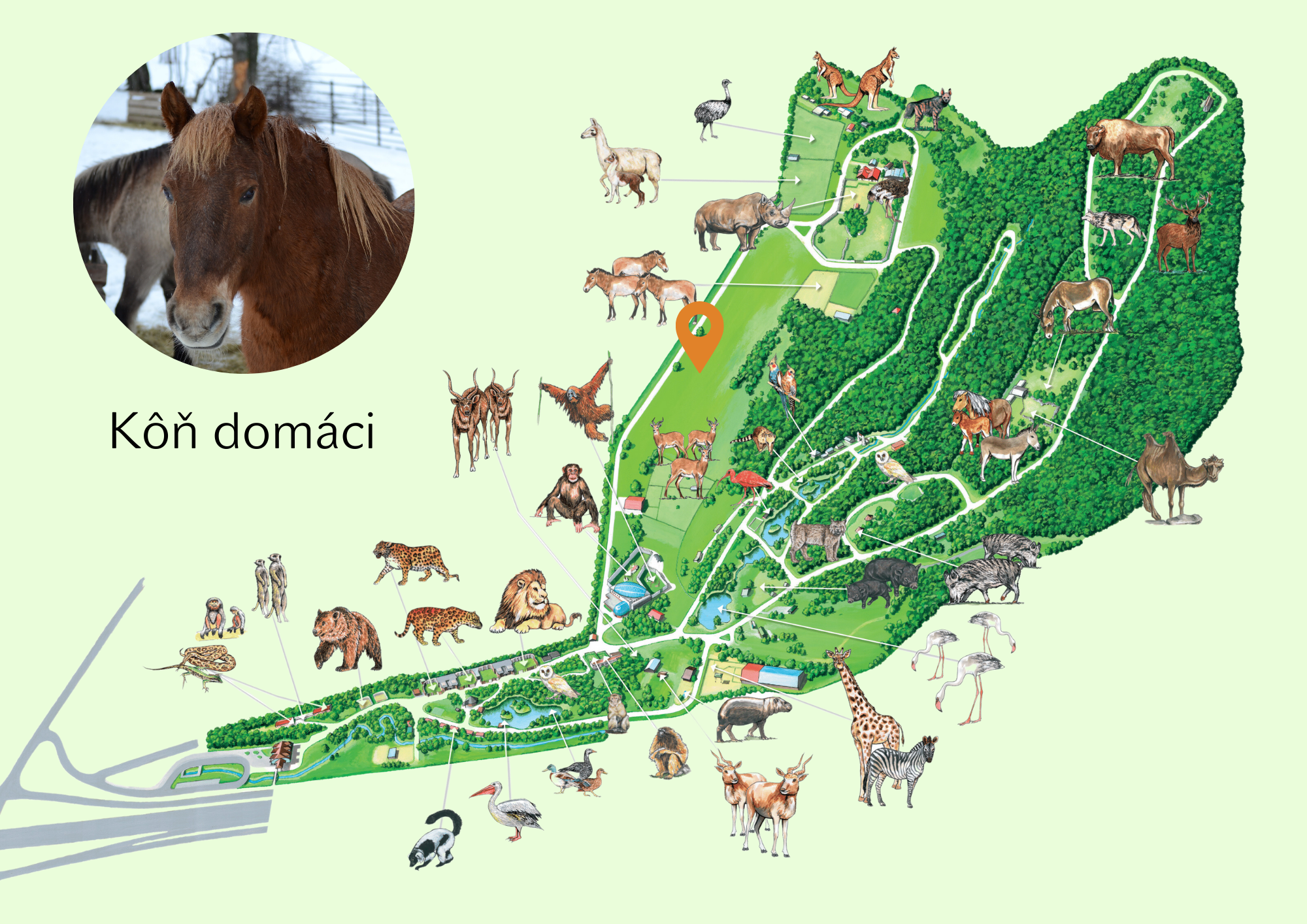 ZOO Domestic horse Exhibition