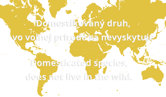 Location Domestic duck