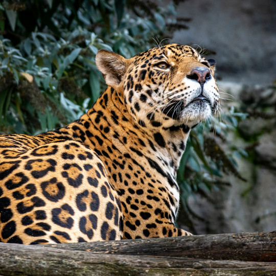 Jaguar