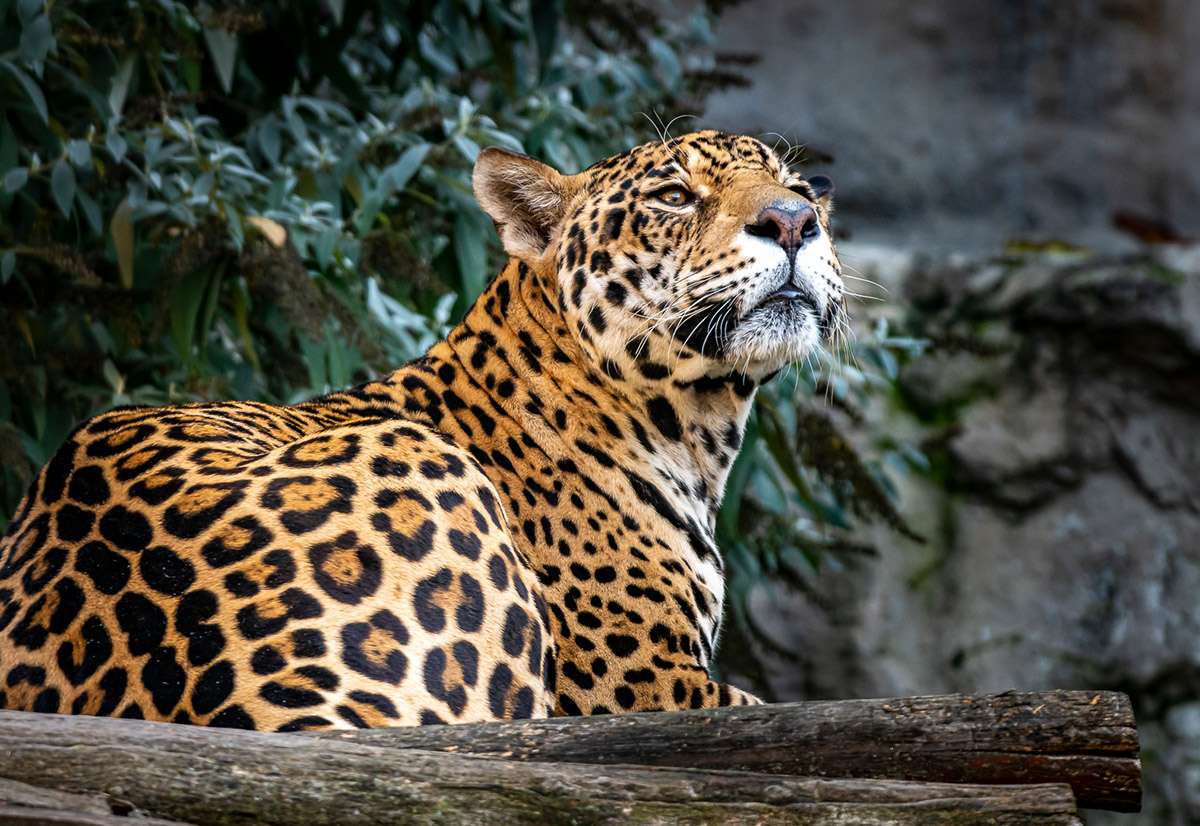 Jaguar