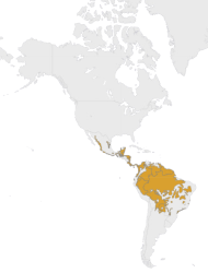 Location Jaguar