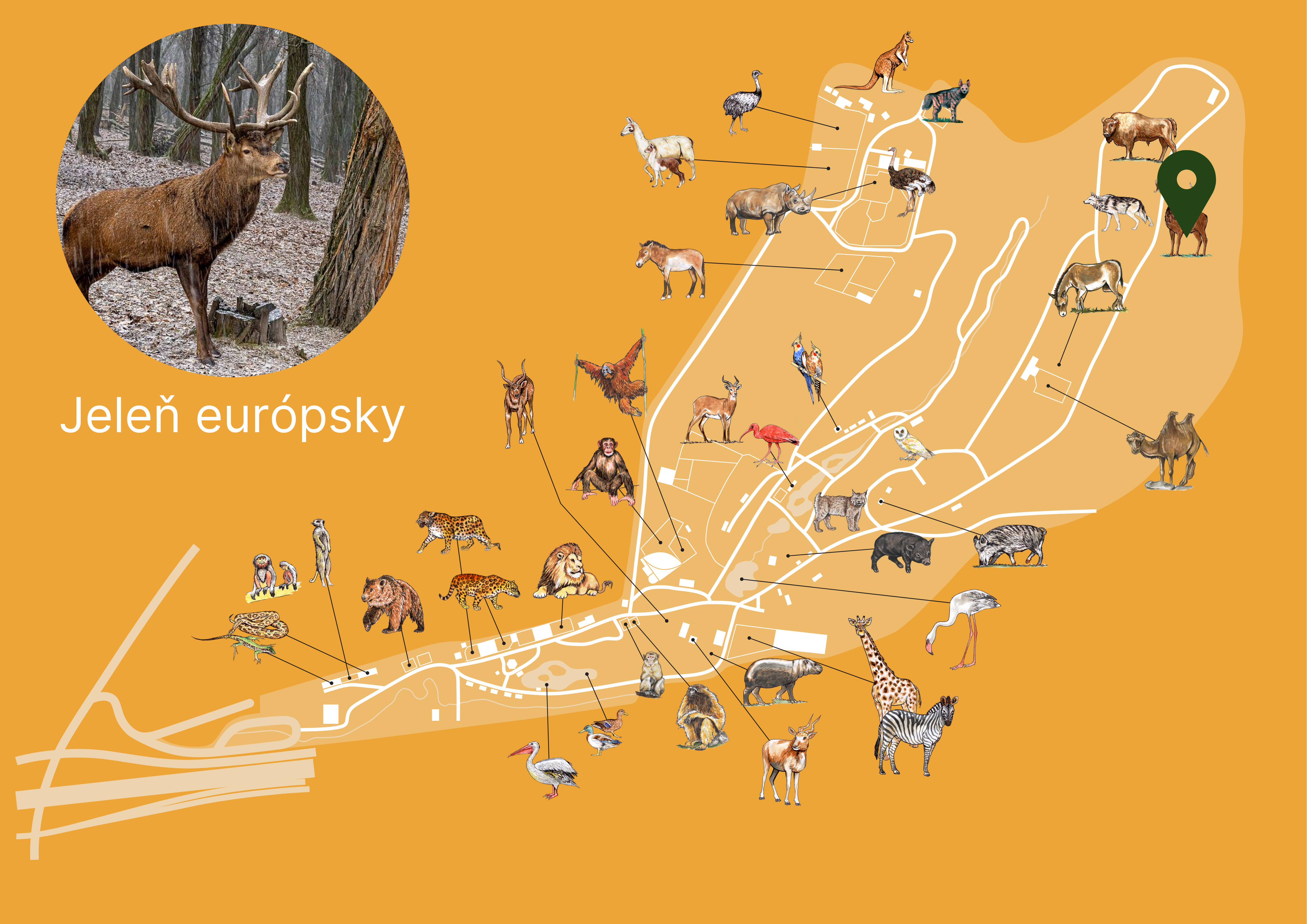 ZOO Jeleň európsky Exhibition