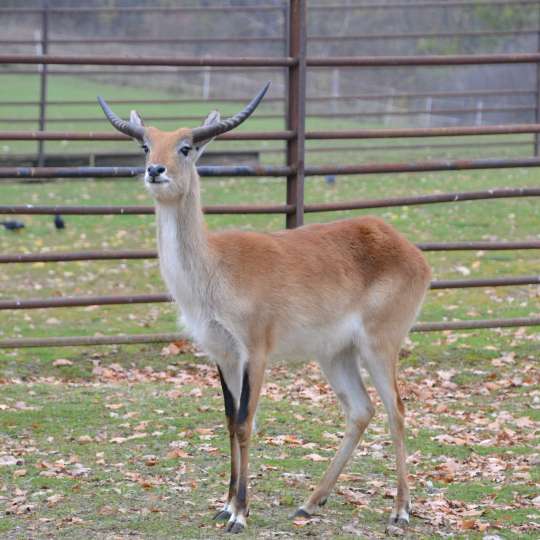 Kafue lechwe