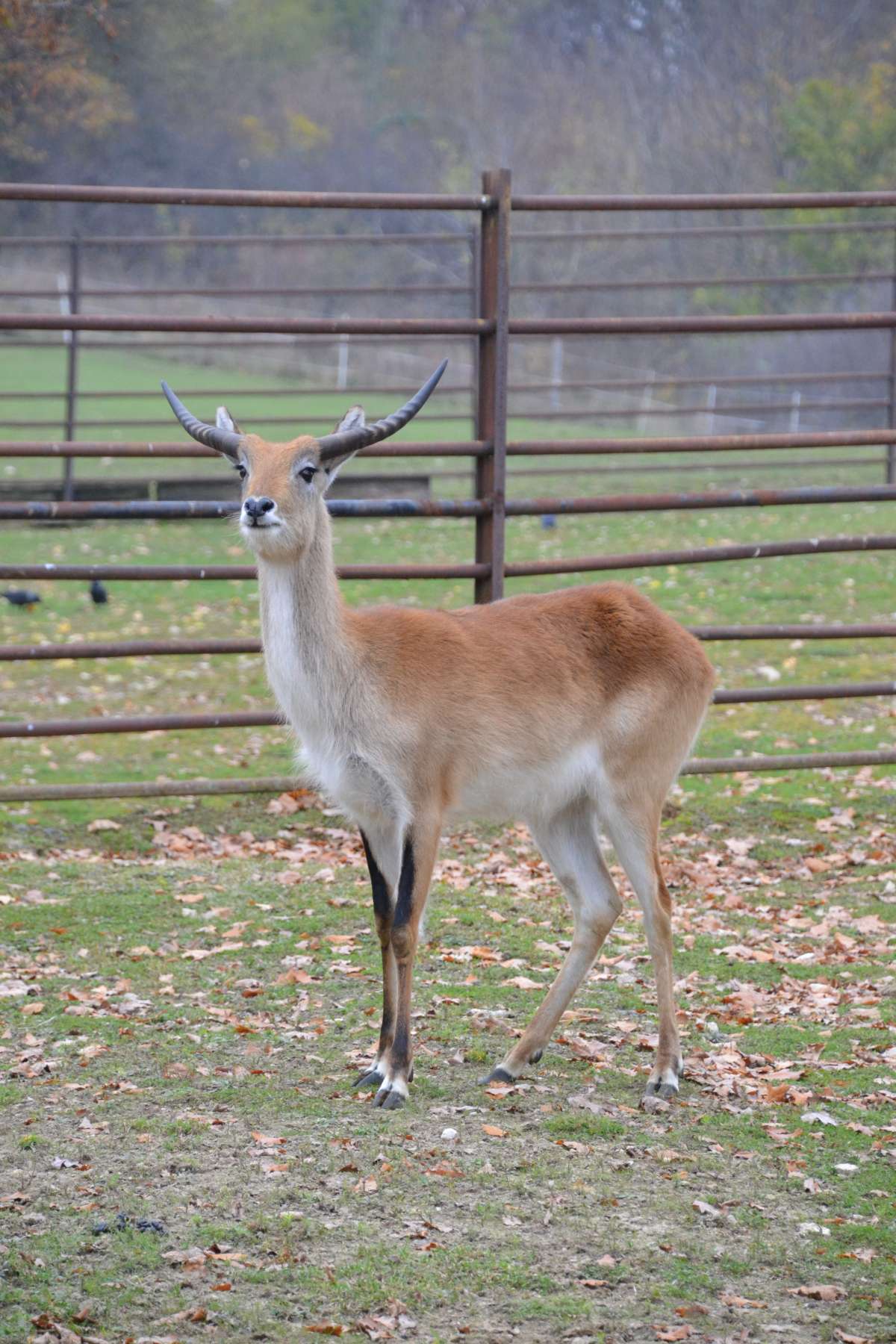 Kafue lechwe