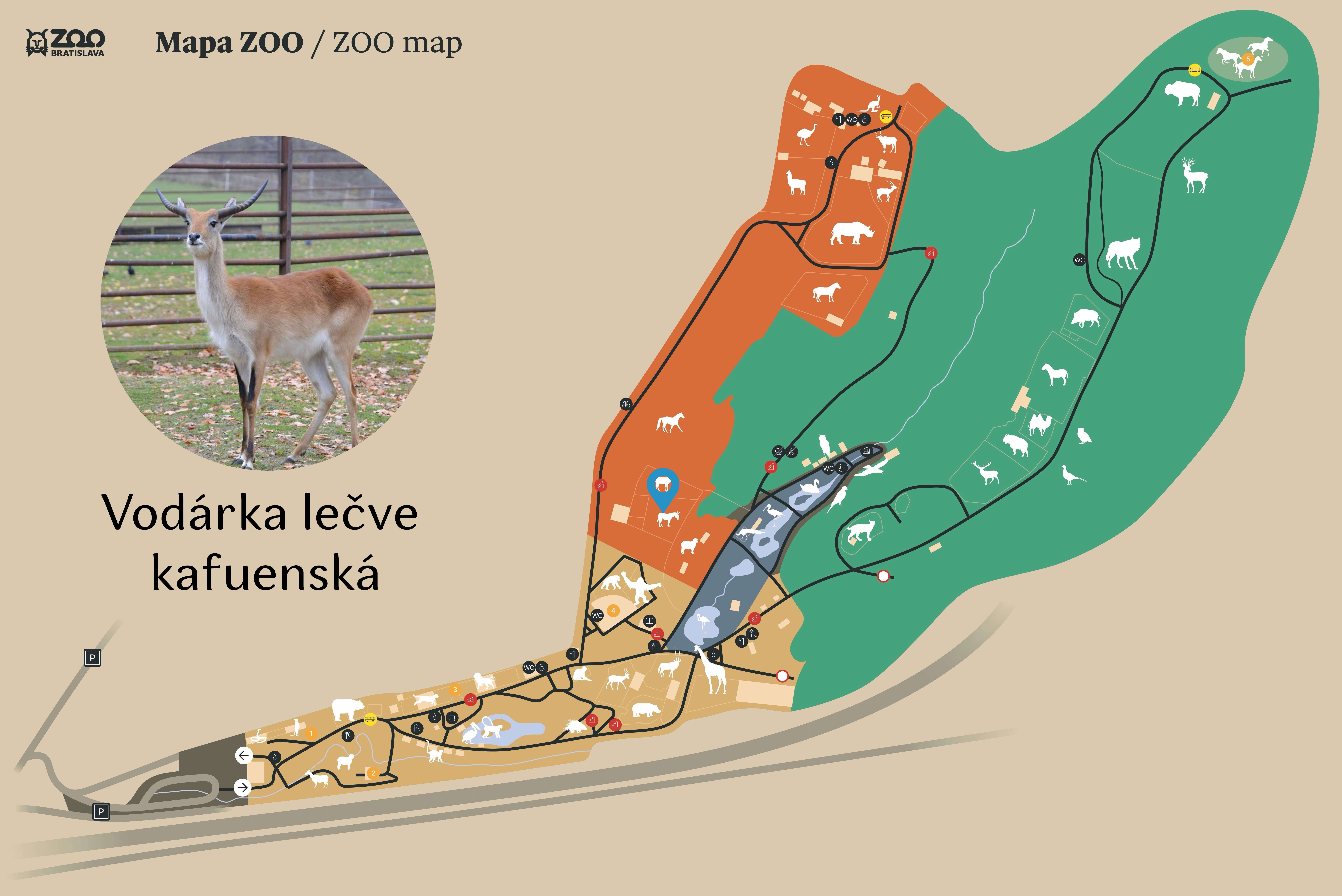 ZOO Kafue lechwe Exhibition