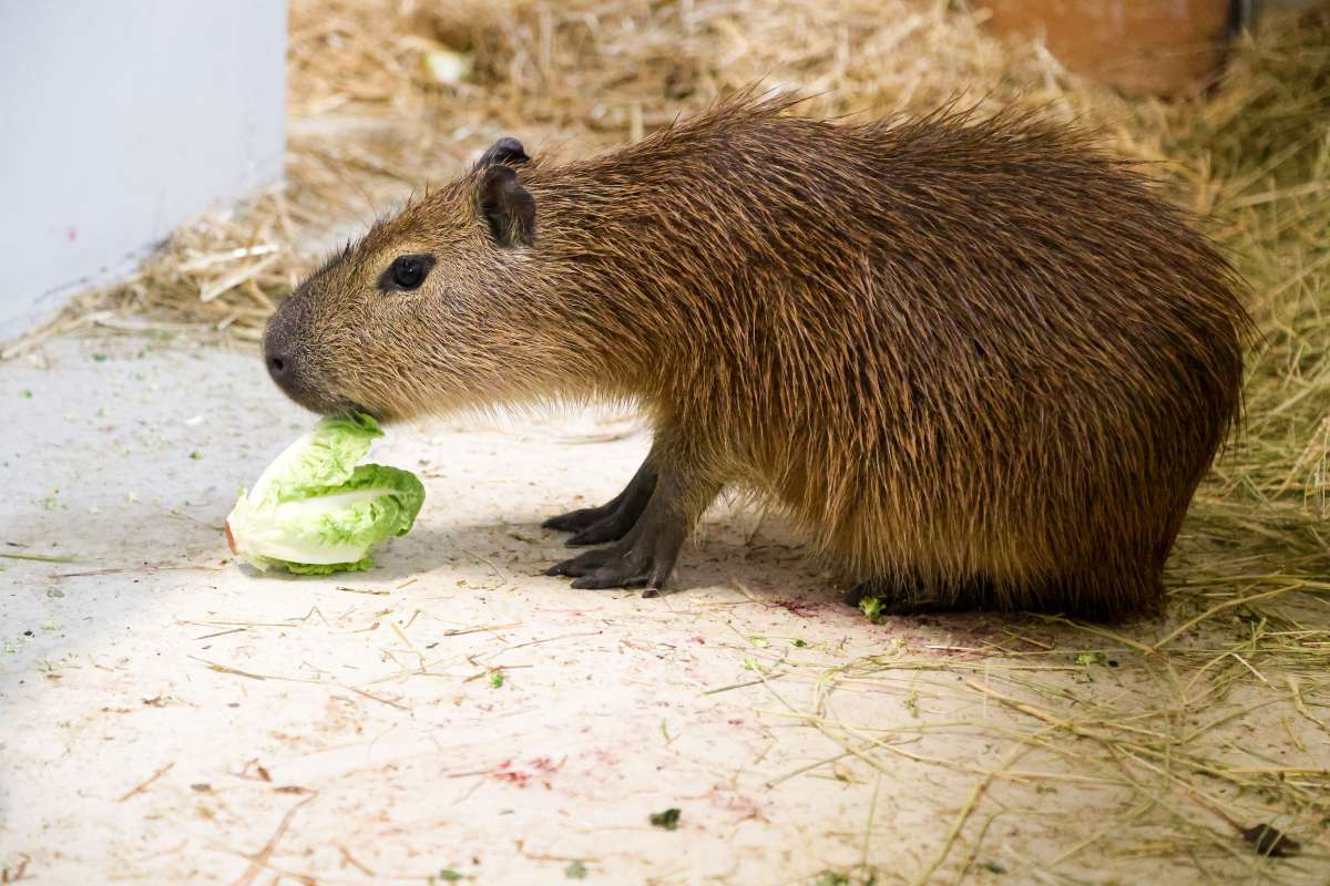 ZOO Bratislava víta kapybary: najväčšie hlodavce sveta, aktuálne si zvykajú na nové prostredie