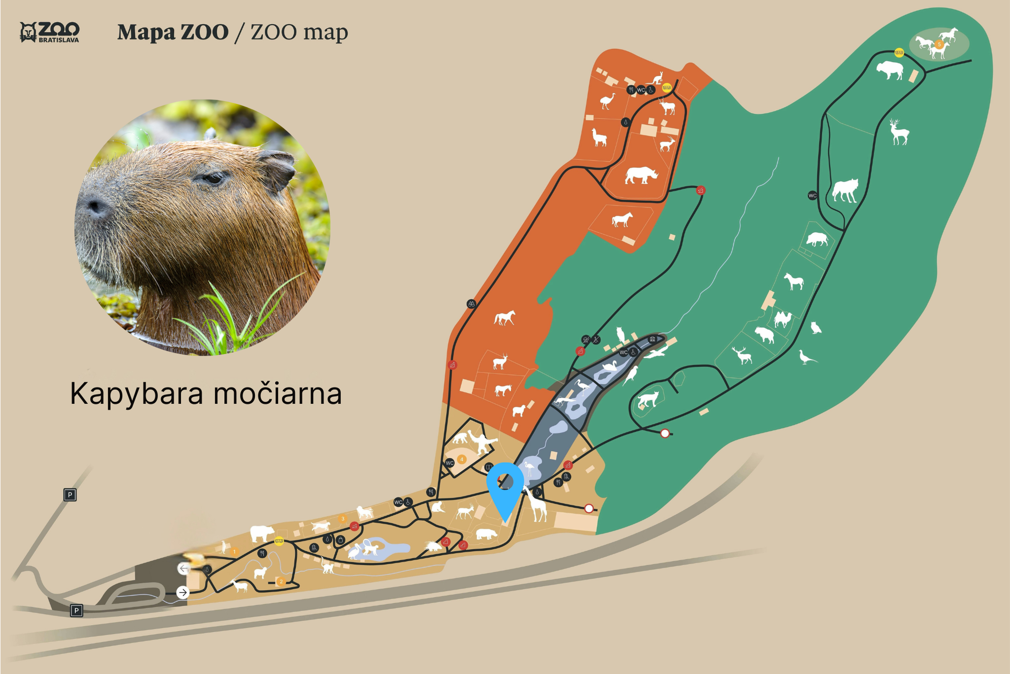 kapybara-mo-iarna-zoo-bratislava