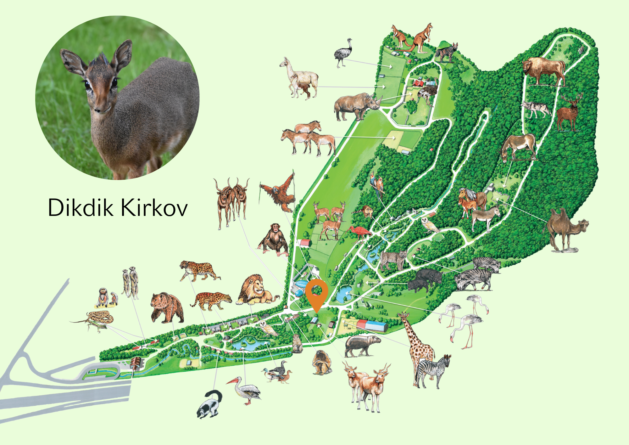 Poloha Dikdik Kirkov v ZOO