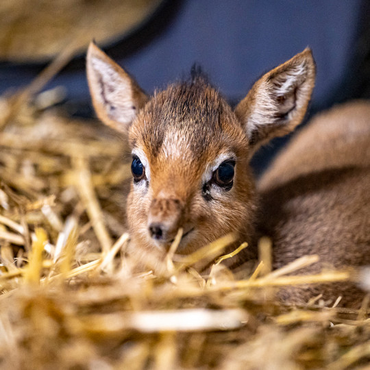 Kirk's dikdik