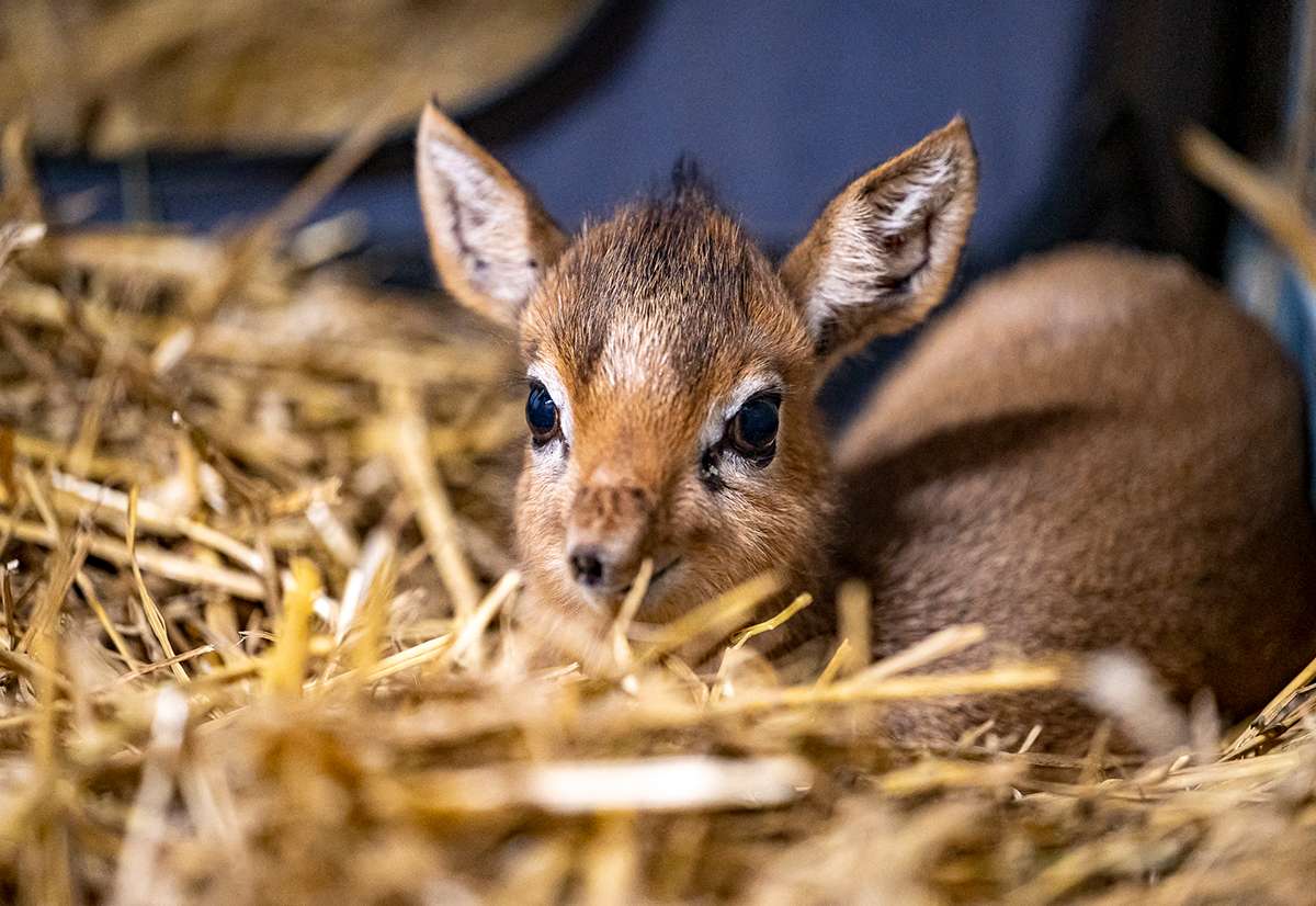 Dikdik Kirkov