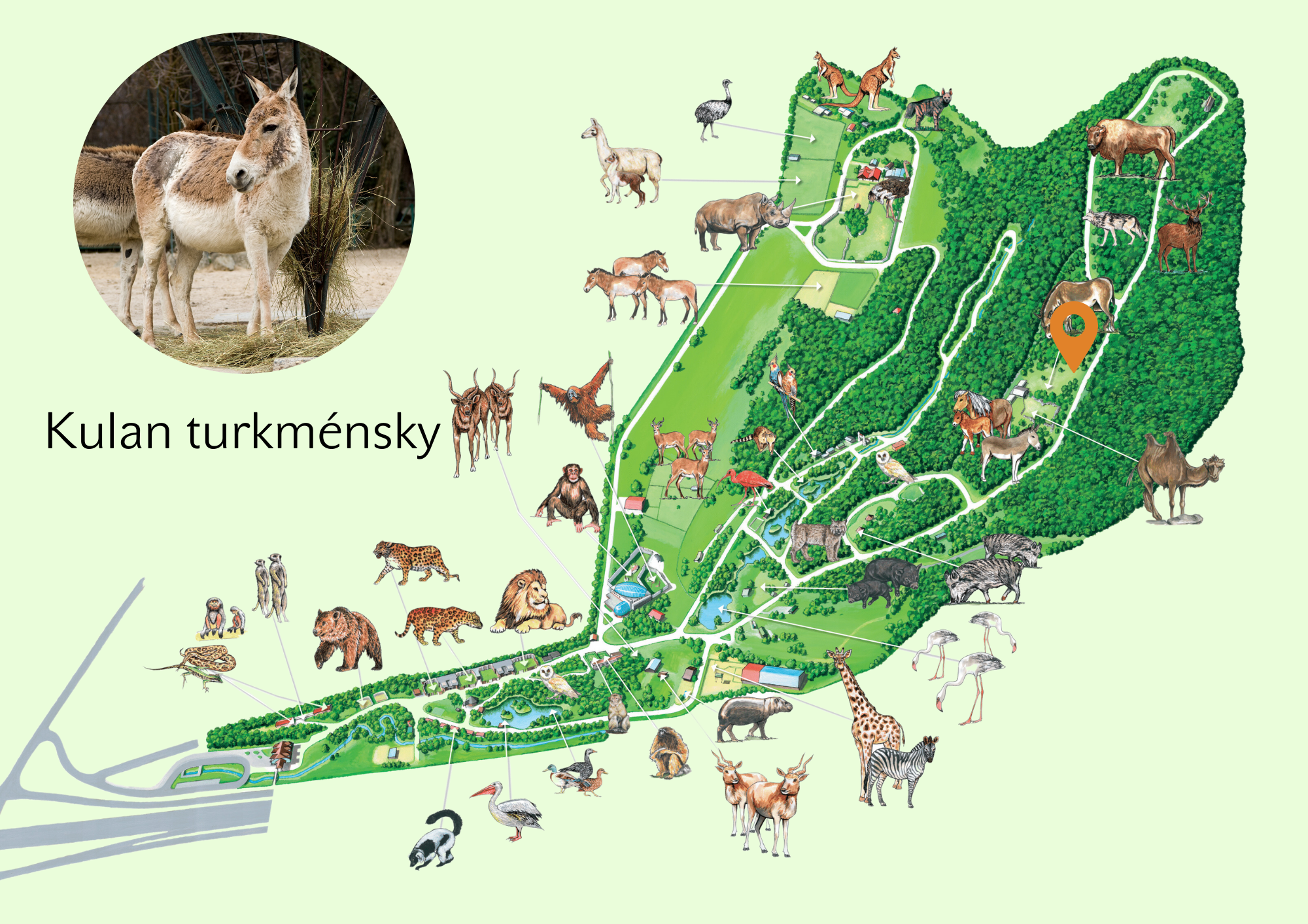 ZOO Kulan turkménsky Exhibition