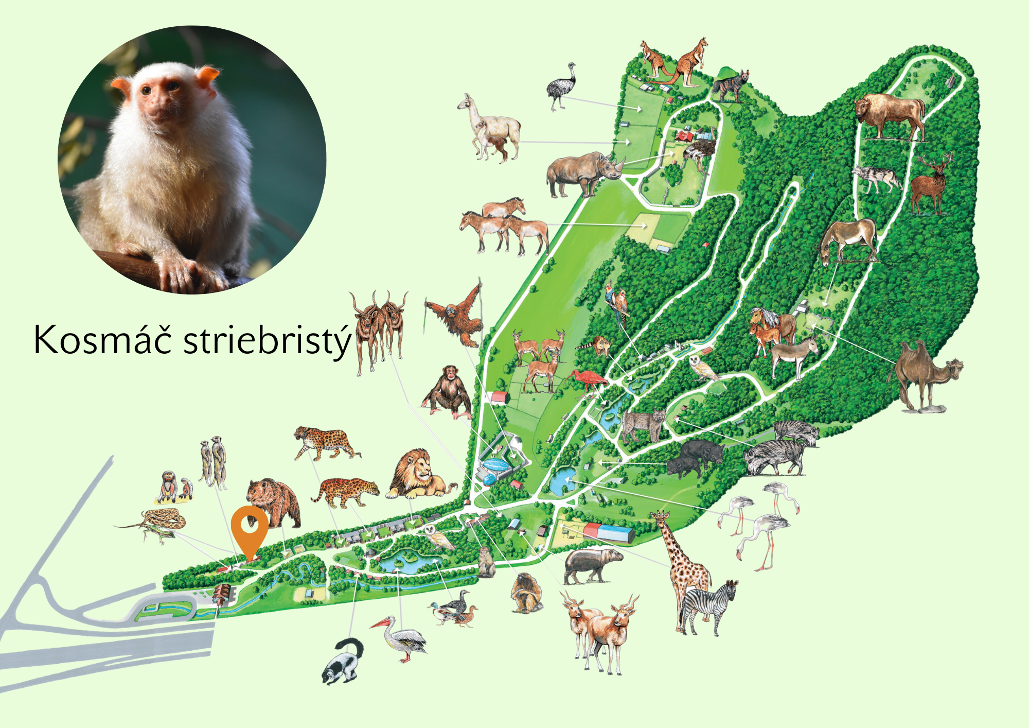 ZOO Kosmáč striebristý Exhibition