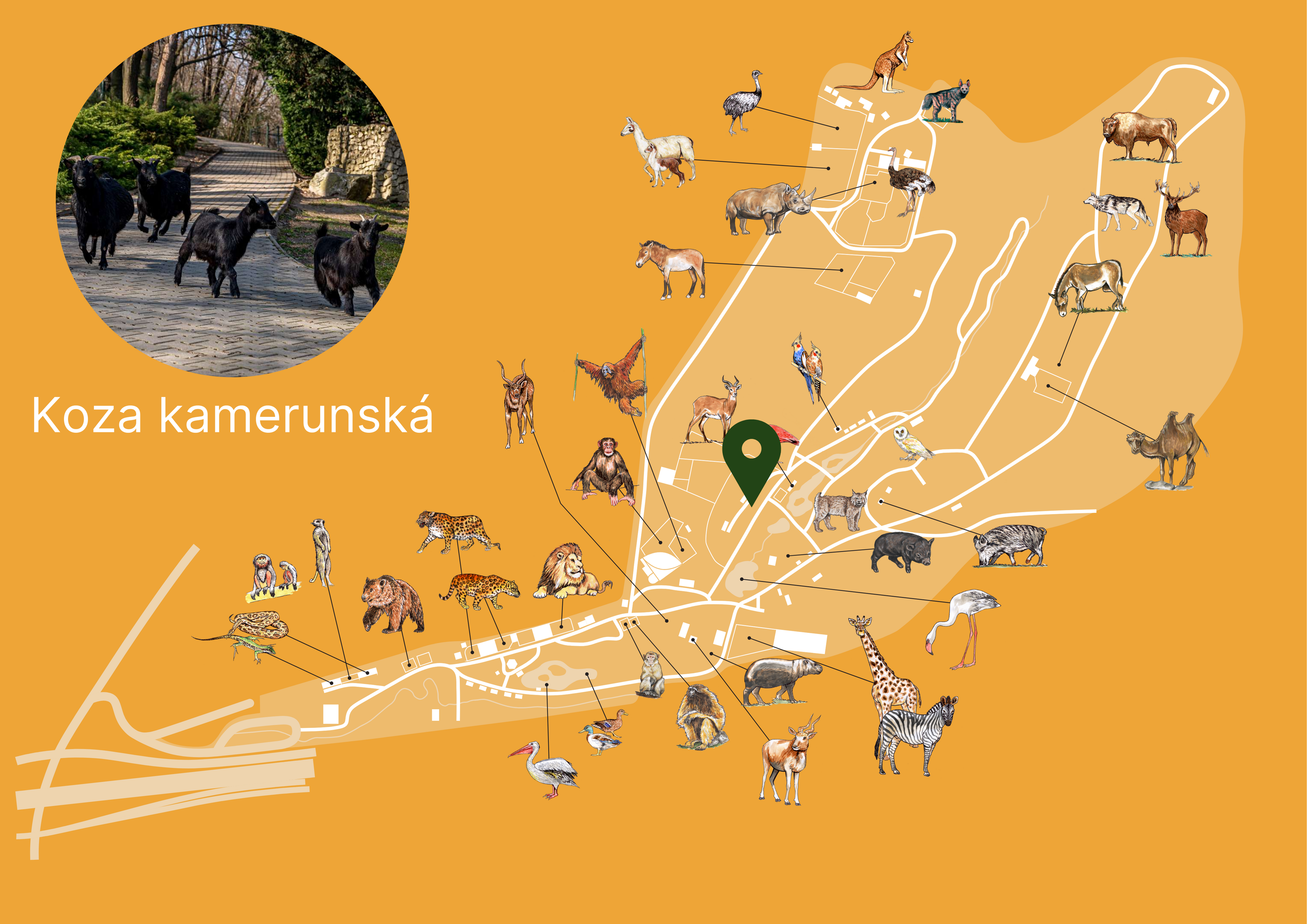 ZOO Koza domáca kamerunská Exhibition