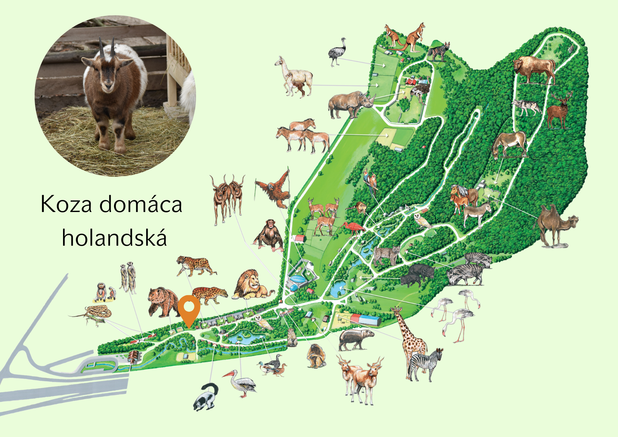 Poloha Koza domáca holandská v ZOO