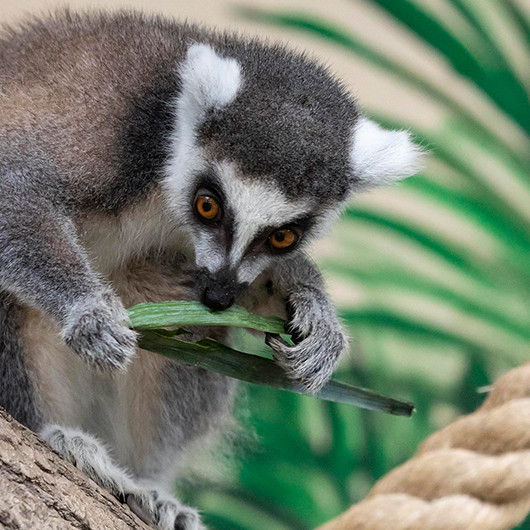 Lemur kata
