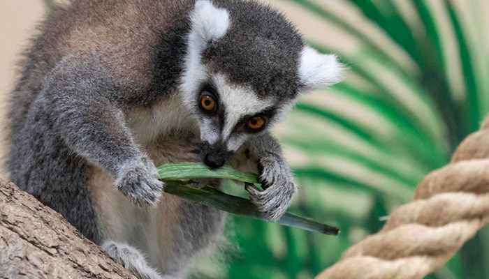 Lemur kata (340 €/rok)