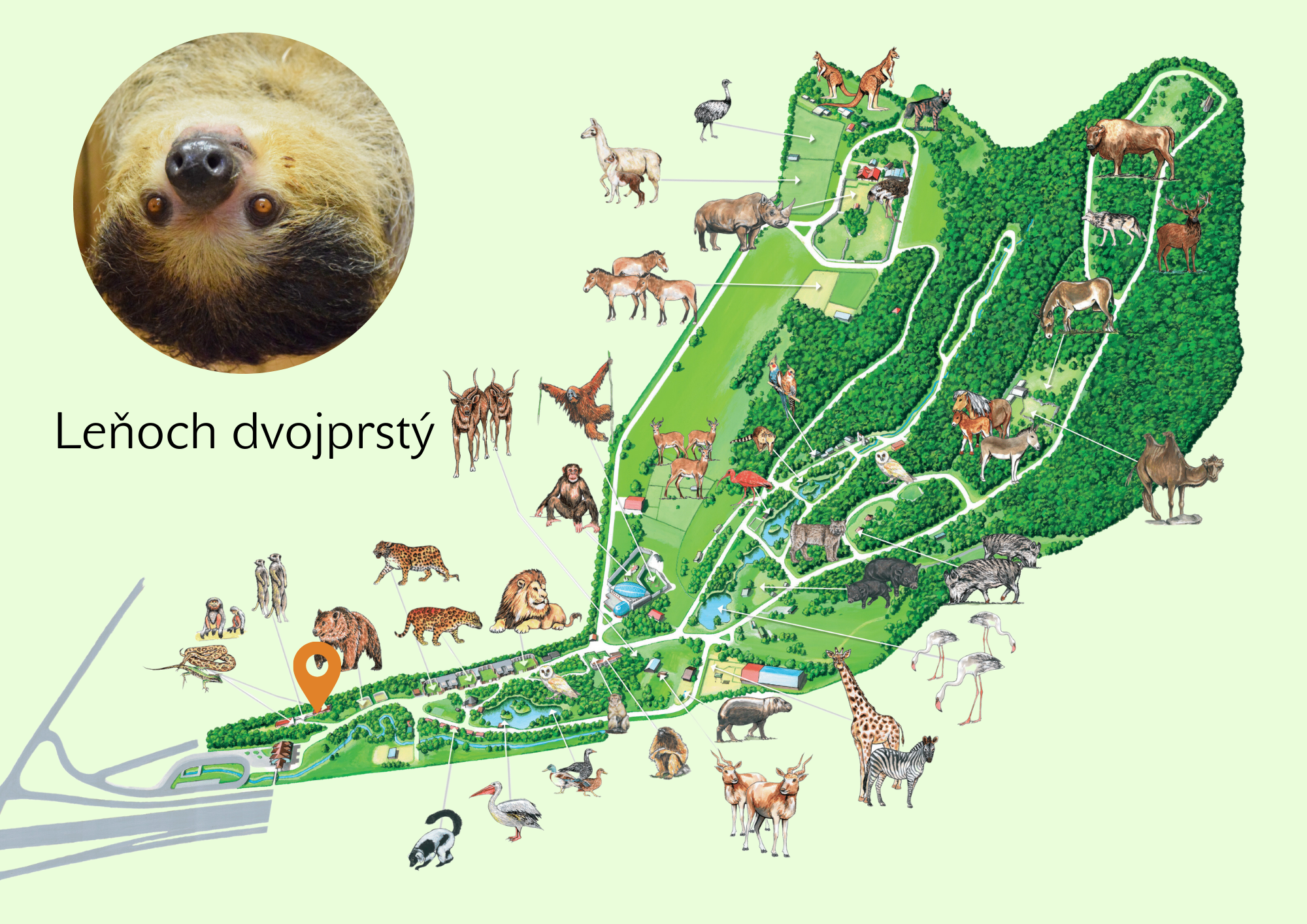 ZOO Leňoch dvojprstý Exhibition