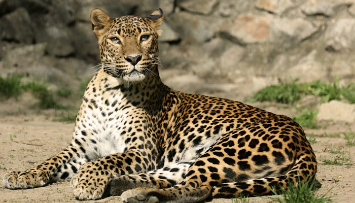 Leopard cejlónsky (100 €/mesiac)