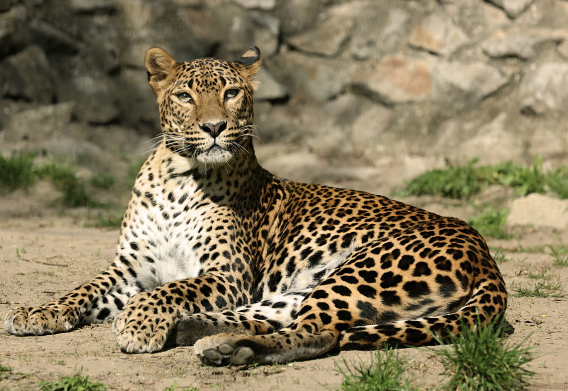 Leopard ceylonský