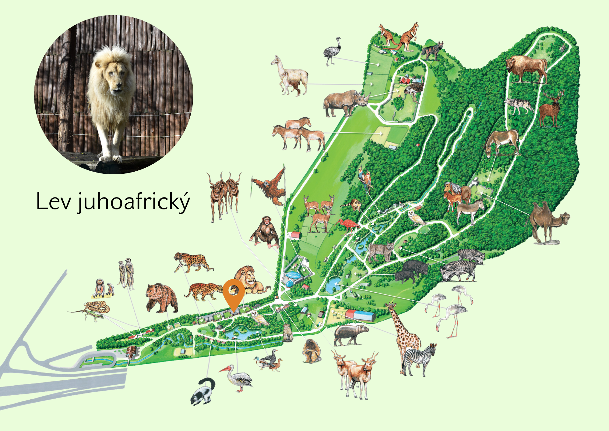 Poloha Lev juhoafrický v ZOO