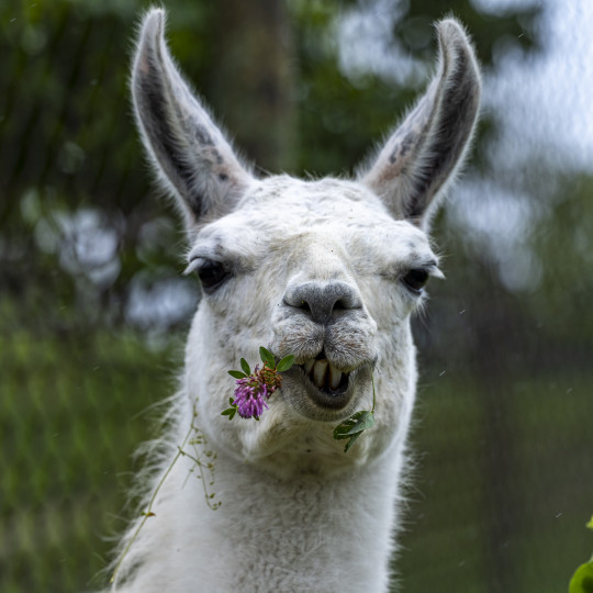 Llama
